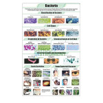 Bacteria Chart, Botany